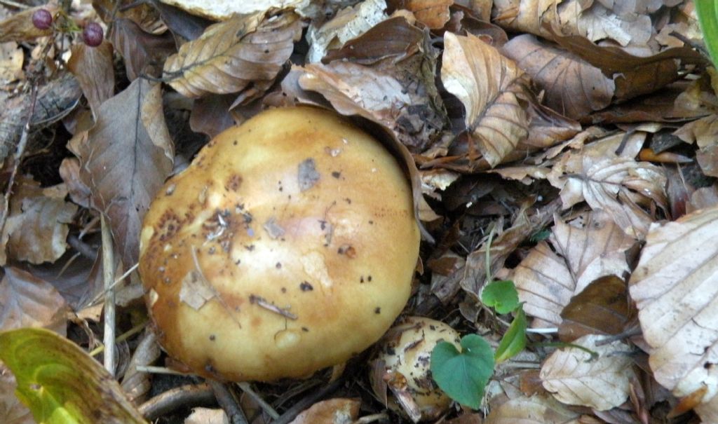 Forse Russula laurocerasi?